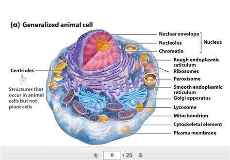 mastering biology quizlet chapter 1